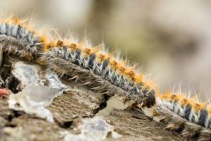 Chenilles processionnaires